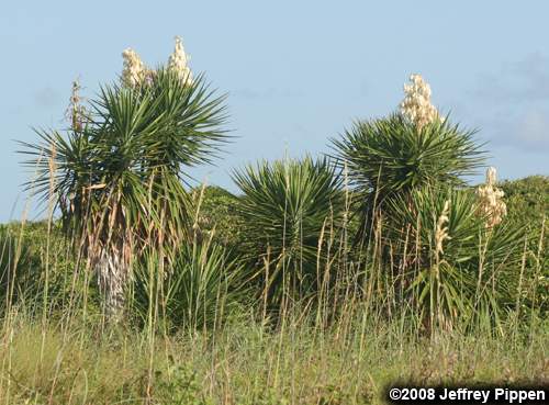 Spanish Dagger (Yucca aloifolia)