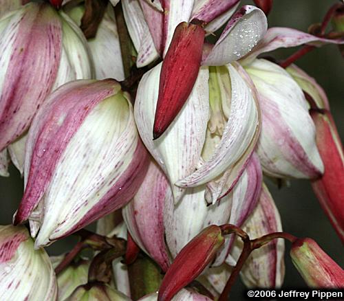 Spanish Dagger, Moundlily Yucca (Yucca gloriosa)
