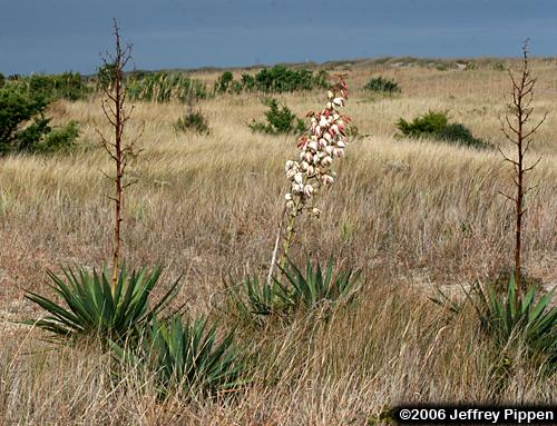 Spanish Dagger, Moundlily Yucca (Yucca gloriosa)