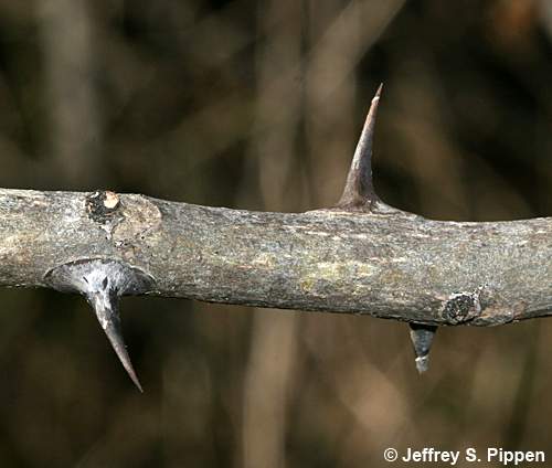 Toothache Tree, Hercules' Club, Sea-ash, Southern Prickly-ash, Pepper-bark, Tickletongue (Zanthoxylum clava-herculis)