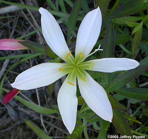 Atamasco Lily (Zephyranthes atamasco)