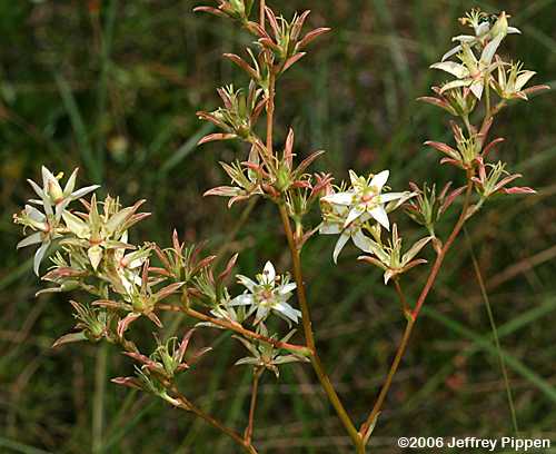 Sandbog Deathcamas (Zigadenus glaberrimus)