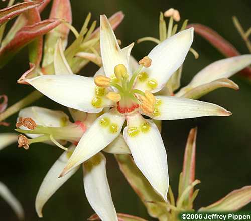 Sandbog Deathcamas (Zigadenus glaberrimus)