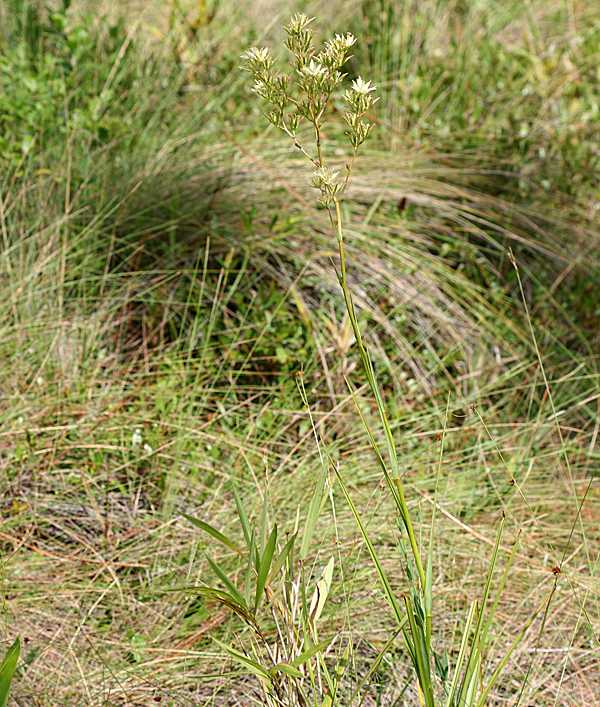 Sandbog Deathcamas (Zigadenus glaberrimus)