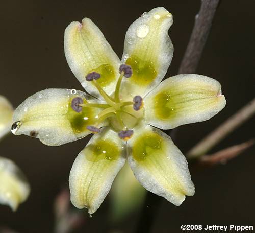 White Camas, Mountain Deathcamus (Zigadenus glaucus)