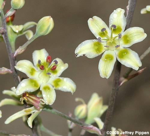 White Camas, Mountain Deathcamus (Zigadenus glaucus)