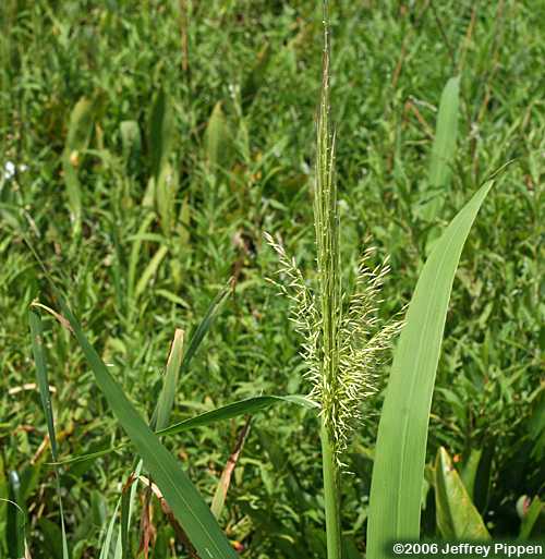 Southern Wild-rice (Zizania aquatica)