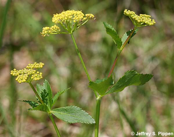 Mountain Alexanders, Meadow Alexanders, Mountain Golden-Alexanders (Zizia trifoliata)
