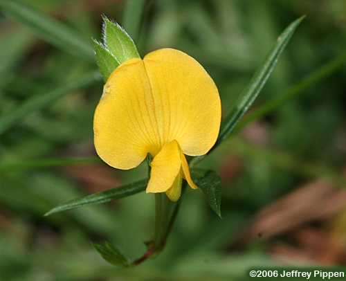 Zornia (Zornia bracteata)