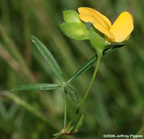 Zornia (Zornia bracteata)