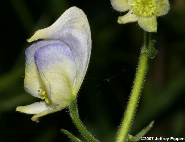 Columbian Monkshood (Aconitum columbianum)