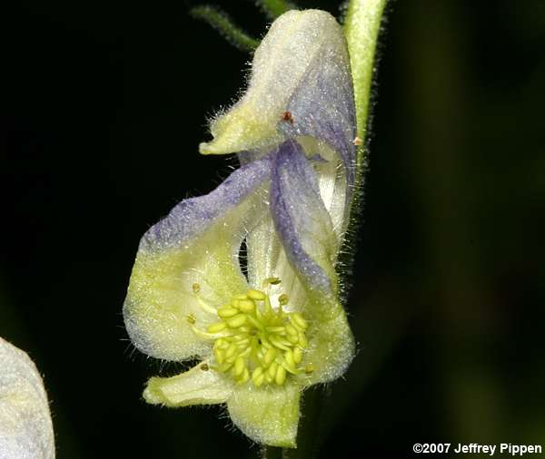 Columbian Monkshood (Aconitum columbianum)