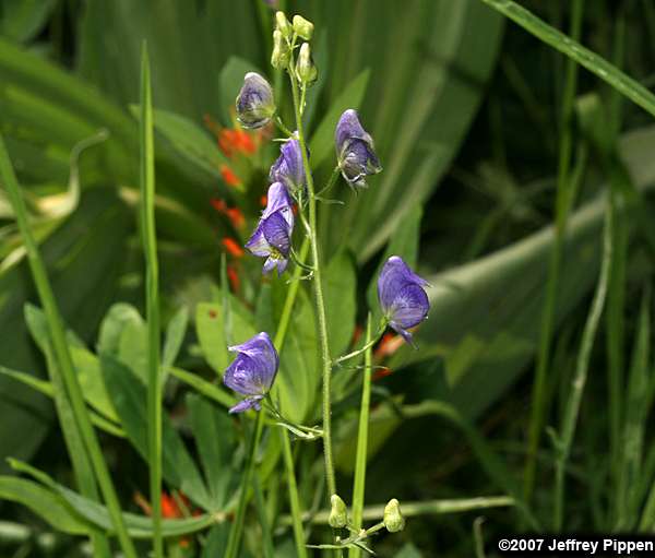 Columbian Monkshood (Aconitum columbianum)