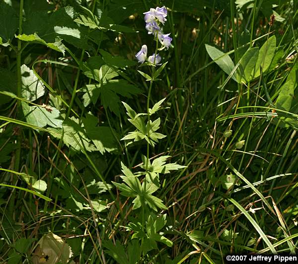 Columbian Monkshood (Aconitum columbianum)
