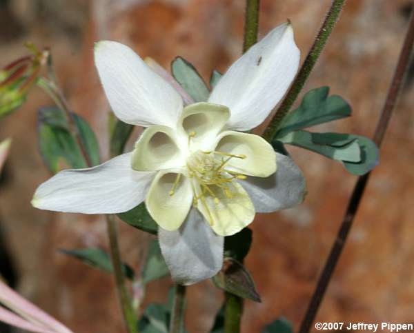 Sierra Columbine (Aquilegia pubescens)