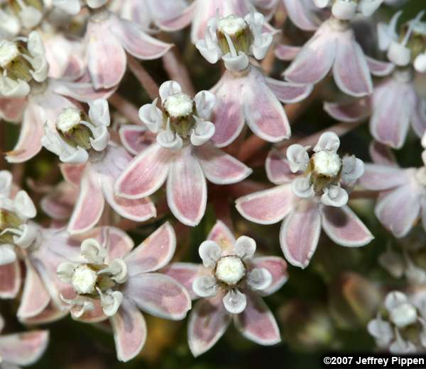 Narrowleaf Milkweed, Mexican Whorled Milkweed (Asclepias fascicularis)