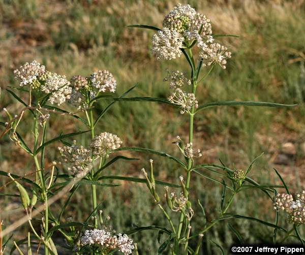 Narrowleaf Milkweed, Mexican Whorled Milkweed (Asclepias fascicularis)