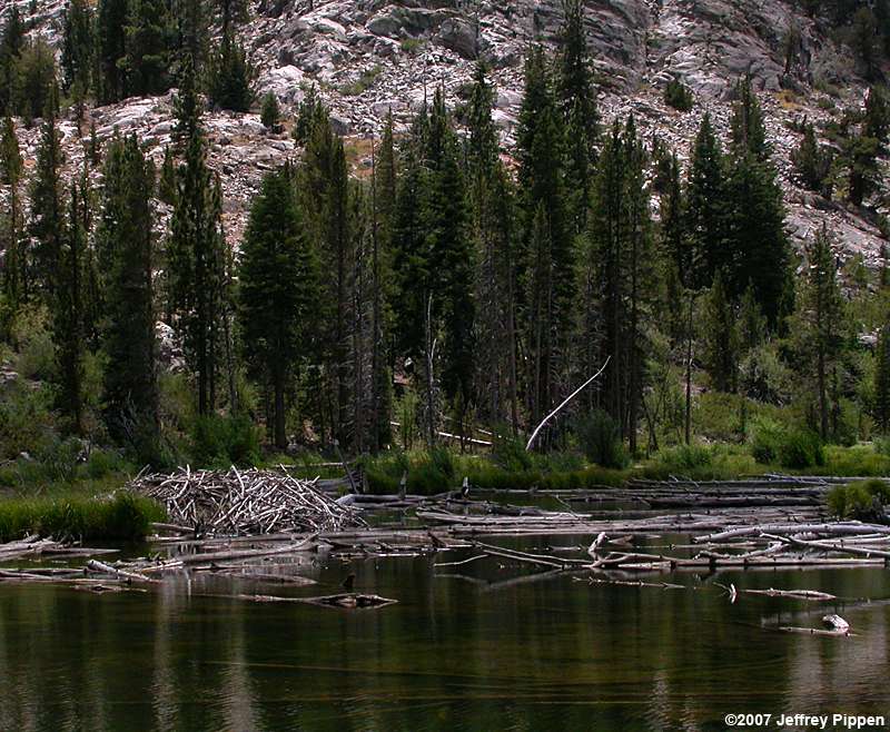 American Beaver (Castor canadensis)