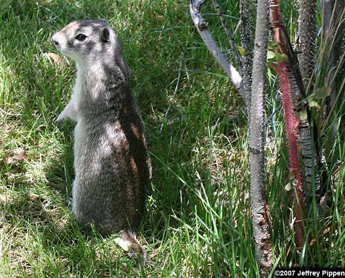 Belding's Ground Squirrel (Spermophilus beldingi)