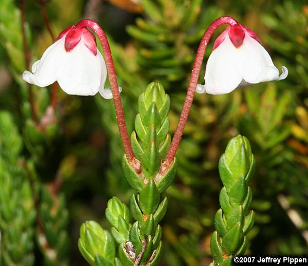 Western Moss Heather, White Mountain Heather (Cassiope mertensiana)