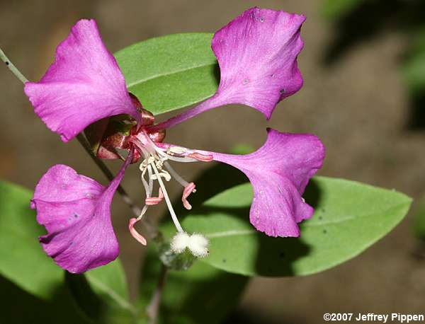 Elegant Clarkia (Clarkia unguiculata)