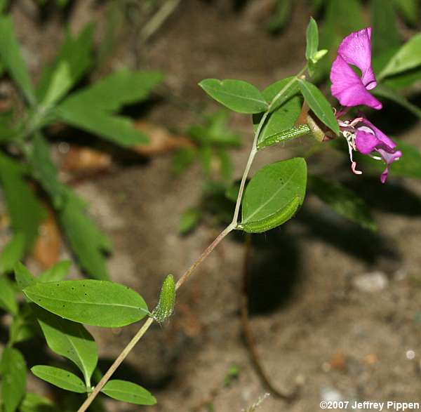 Elegant Clarkia (Clarkia unguiculata)