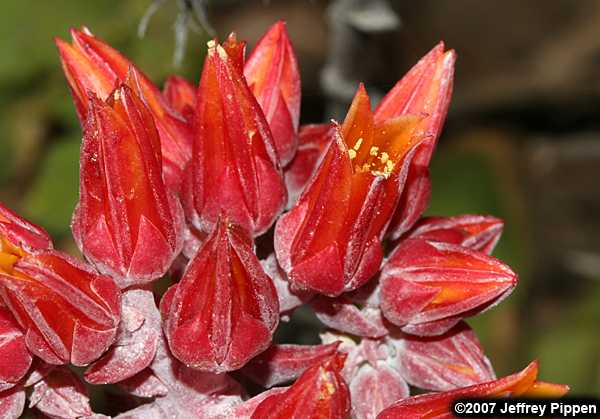 Sea-Lettuce, Sand-Lettuce, Live-forever (Dudleya caespitosa)