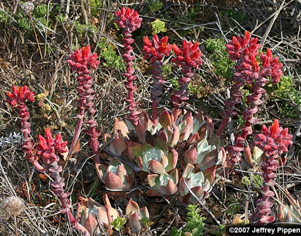 Sea-Lettuce, Sand-Lettuce, Live-forever (Dudleya caespitosa)