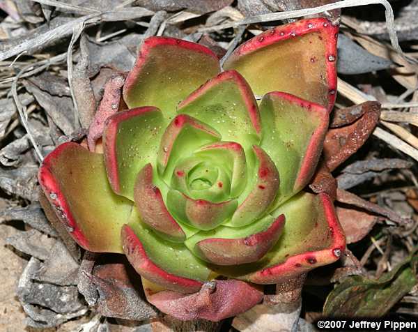 Sea-Lettuce, Sand-Lettuce, Live-forever (Dudleya caespitosa)