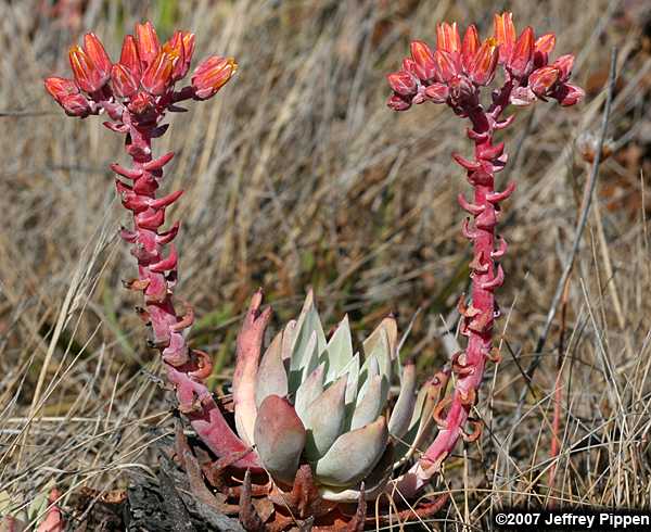 Sea-Lettuce, Sand-Lettuce, Live-forever (Dudleya caespitosa)