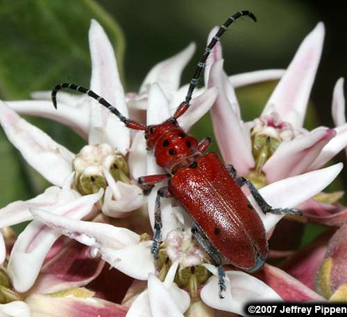 Red Milkweed Beetle (Tetraopes tetraophthalmus)