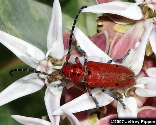 Red Milkweed Beetle (Tetraopes tetraophthalmus)