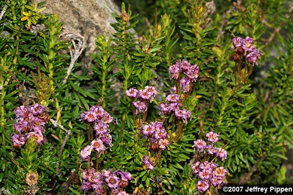 Brewer's Mountain Heather, Purple Mountainheath (Phyllodoce breweri)
