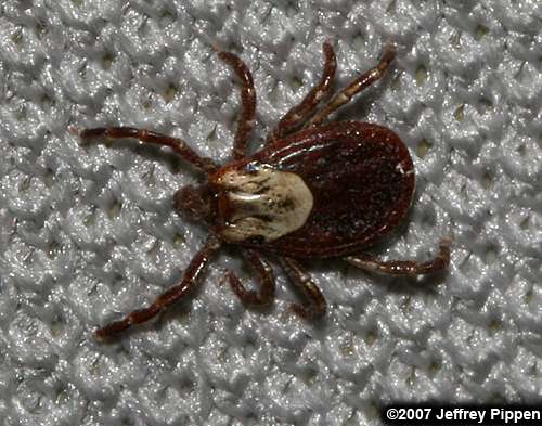 Rocky Mountain Wood Tick (Dermacentor andersoni)
