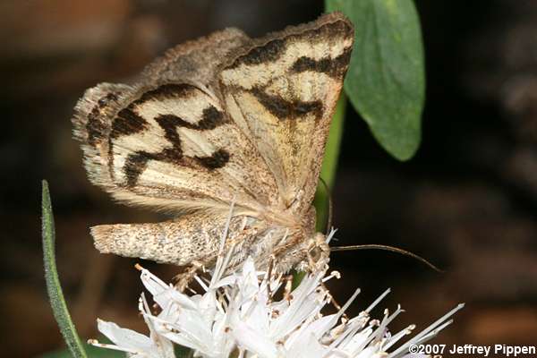 Shadowy Arches (Drasteria adumbrata ssp. saxea)
