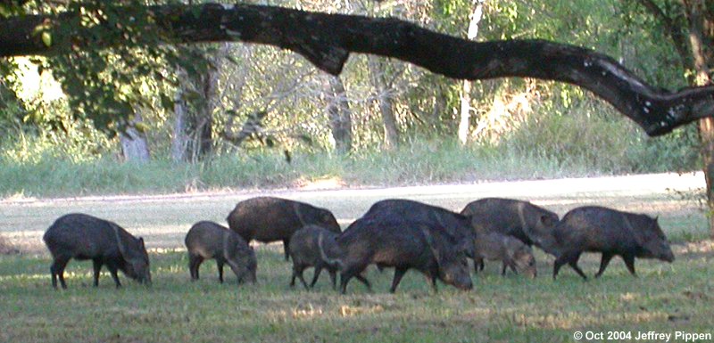 Collared Peccary,Javelina (Pecari tajacu)