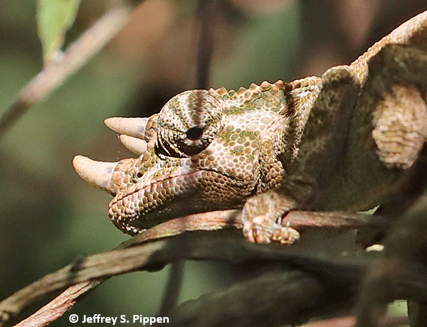 albino 3 horned chameleon