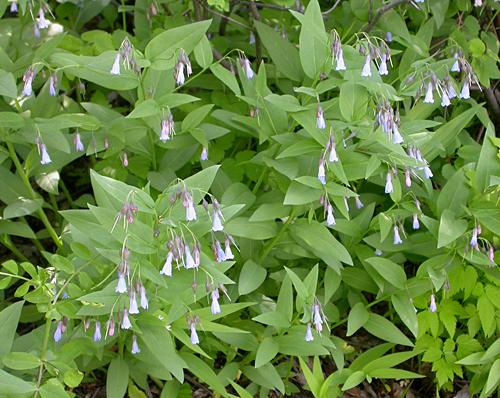 Utah Bluebells(Mertensia sp.)