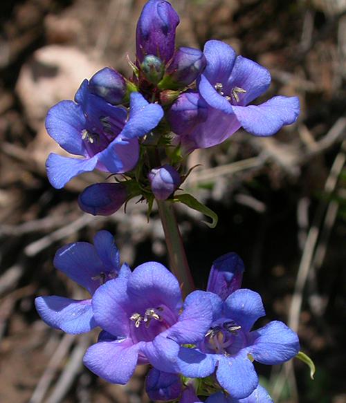 Thickleaf Beardtongue (Penstemon pachyphyllus)