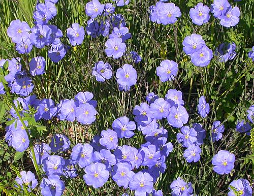 Blue Flax (Linum perenne)