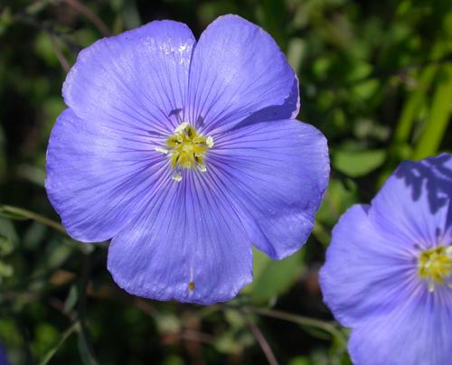 Blue Flax (Linum perenne)