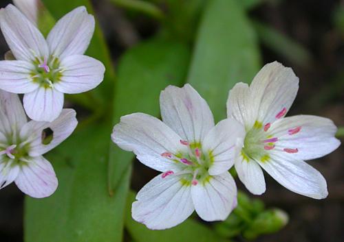 Lanceleaf Spring Beauty(Claytonia lanceolata)