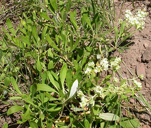 Buckwheat(Eriogonum sp.)