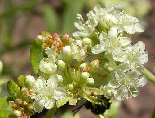 Buckwheat(Eriogonum sp.)