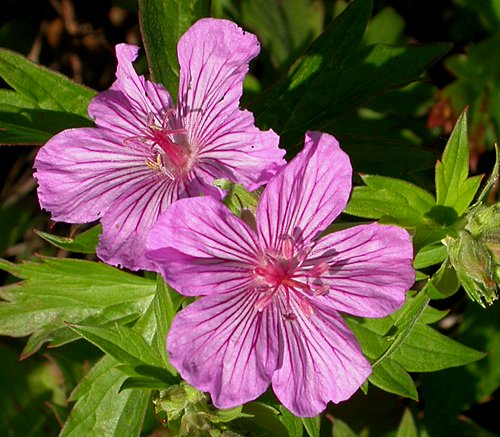 Sticky Purple Geranium (Geranium viscosissimum)