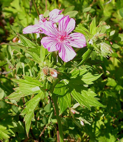 Sticky Purple Geranium (Geranium viscosissimum)