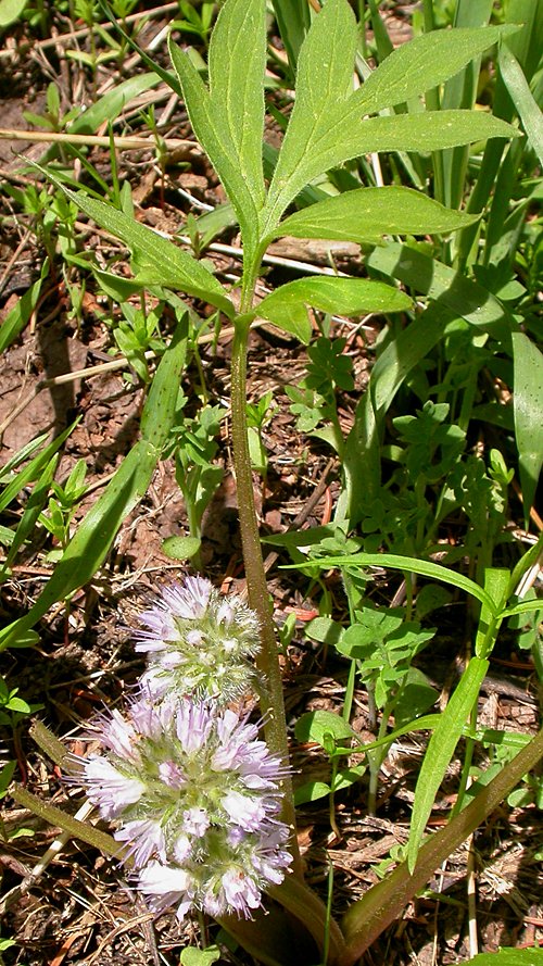 Ballhead Waterleaf (Hydrophyllum capitatum)