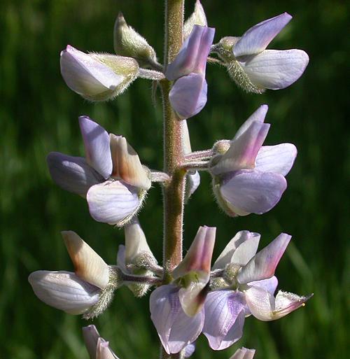 Lupine