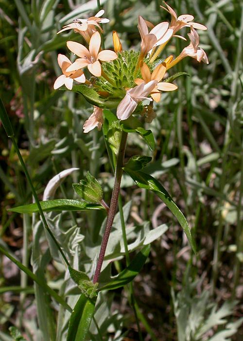 Grand Collomia, aka Large-flowered Collomia, (Collomia grandiflora)