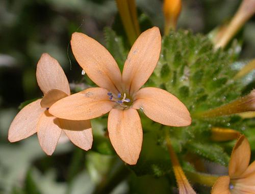 Grand Collomia (Collomia grandiflora)